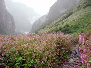 valley-of-flowers-trek